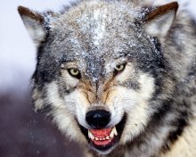 hungry wolf.jpg